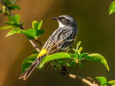 Things to experience in Eco Jungle Hideout